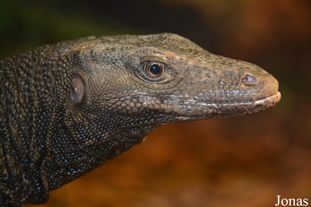Varanus salvator komaini