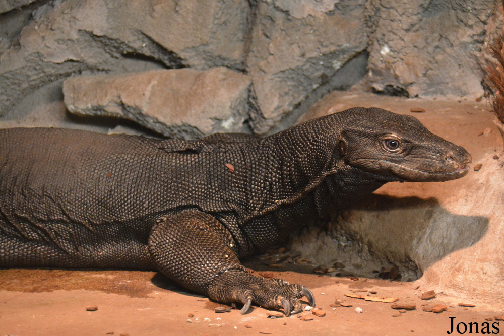 Varanus salvator komaini