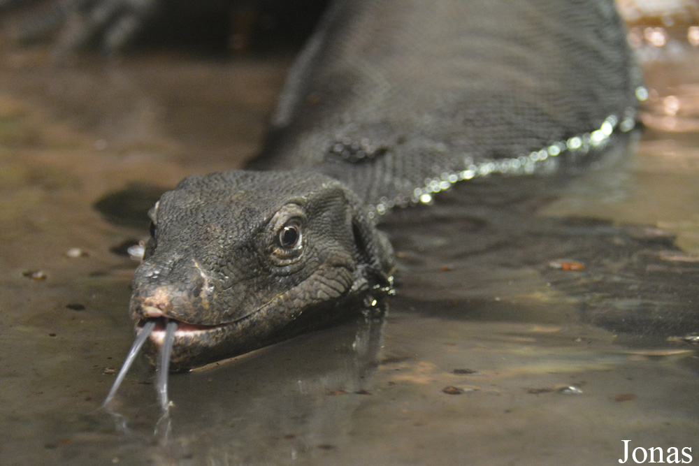 Varanus salvator komaini