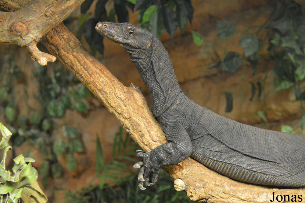 Varanus salvator komaini