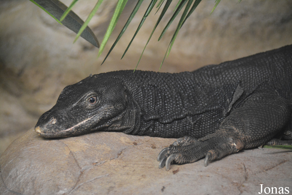 Varanus salvator komaini