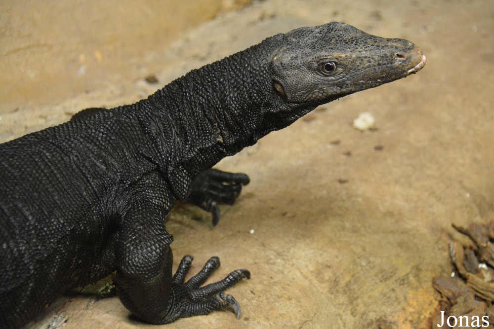 Varanus salvator komaini