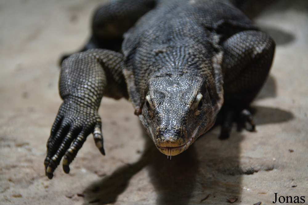 Varanus salvator ziegleri