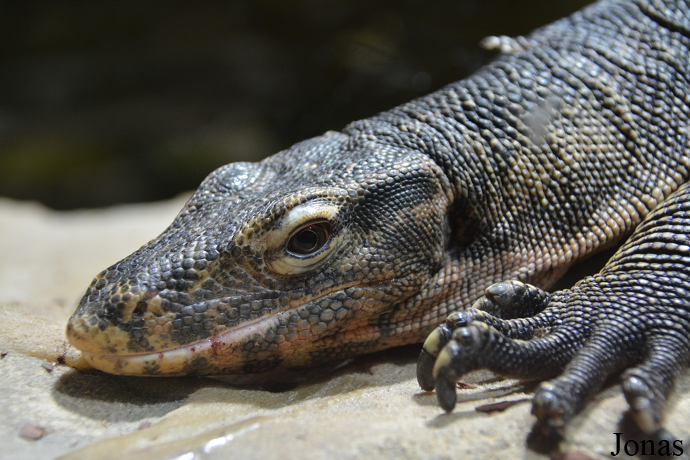 Varanus salvator ziegleri