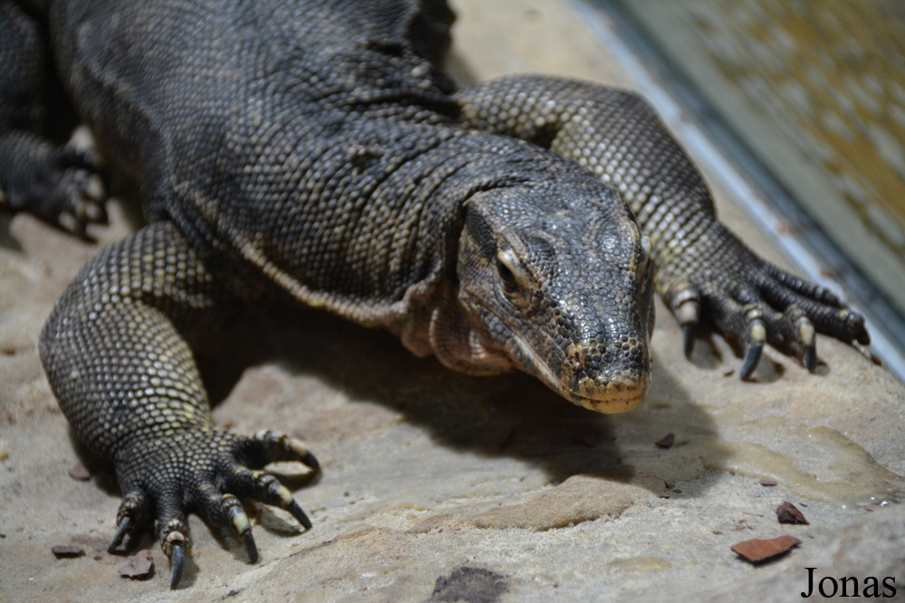 Varanus salvator ziegleri