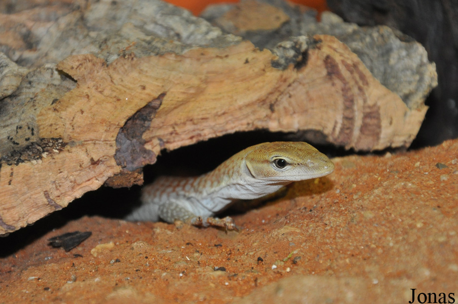 Varanus tristis orientalis
