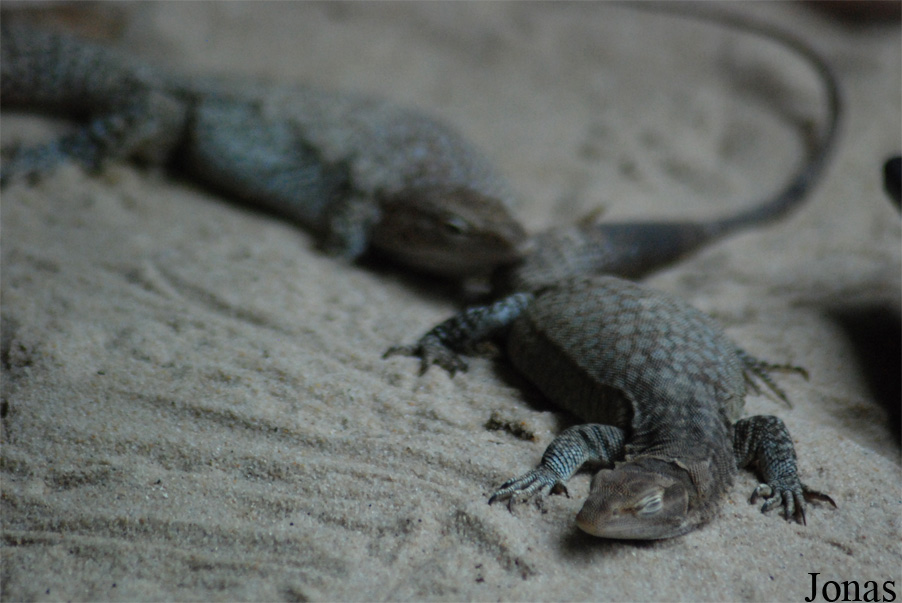 Varanus tristis orientalis