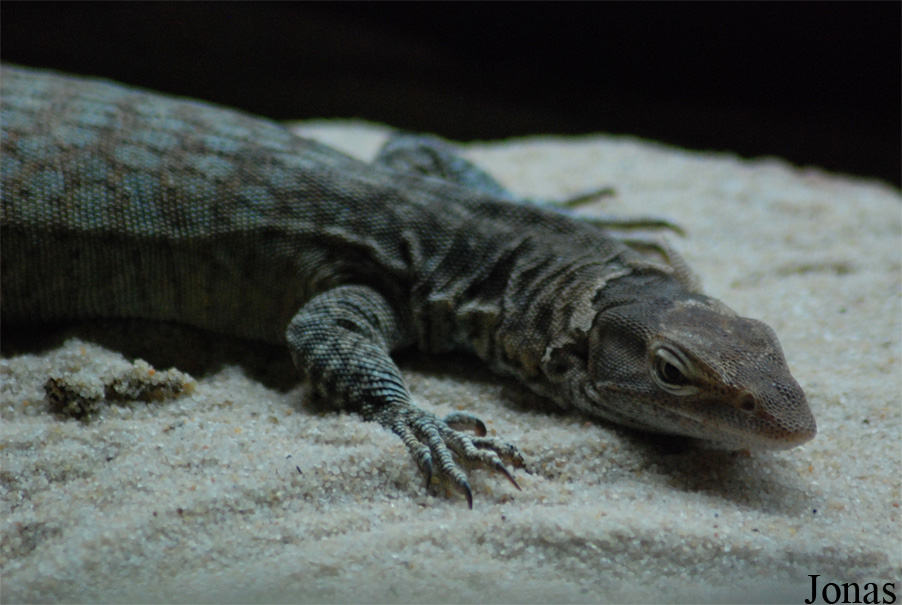 Varanus tristis orientalis