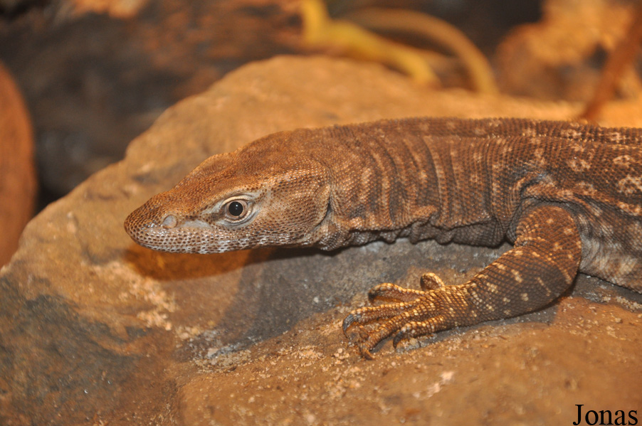 Varanus tristis orientalis