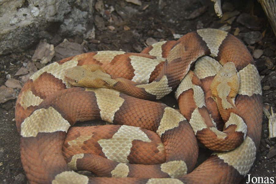 Agkistrodon contortrix