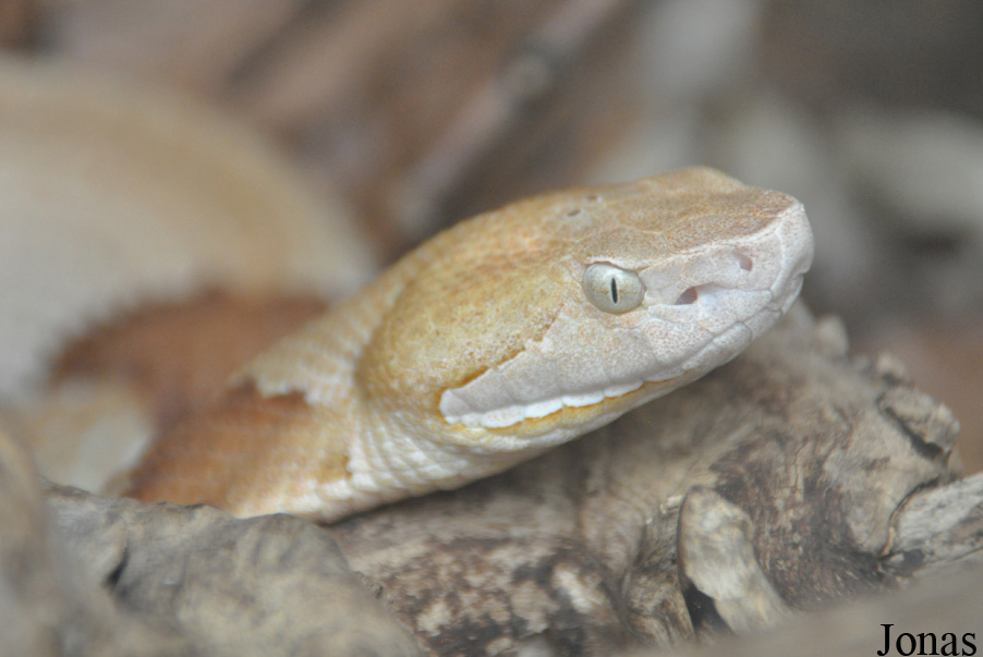 Agkistrodon contortrix
