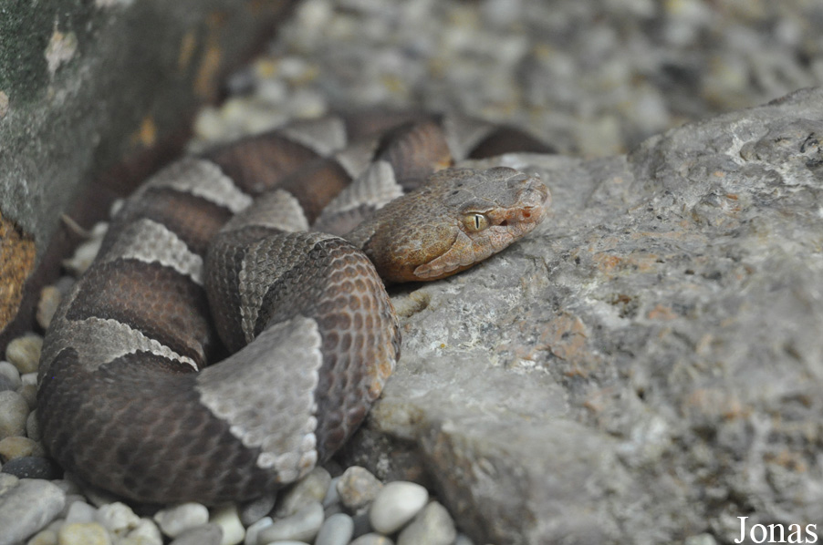 Agkistrodon contortrix laticinctus