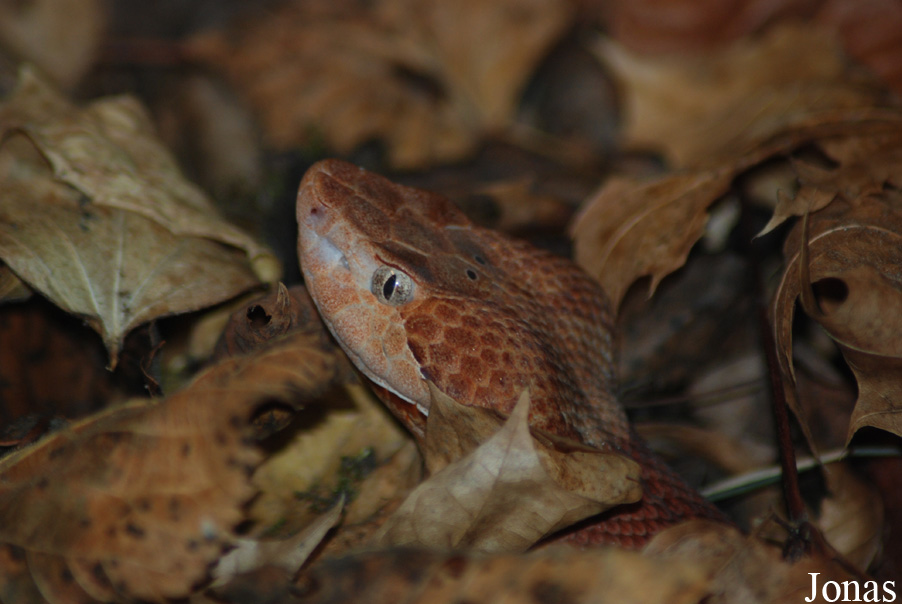 Agkistrodon contortrix phaeogaster