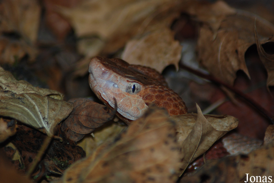 Agkistrodon contortrix phaeogaster