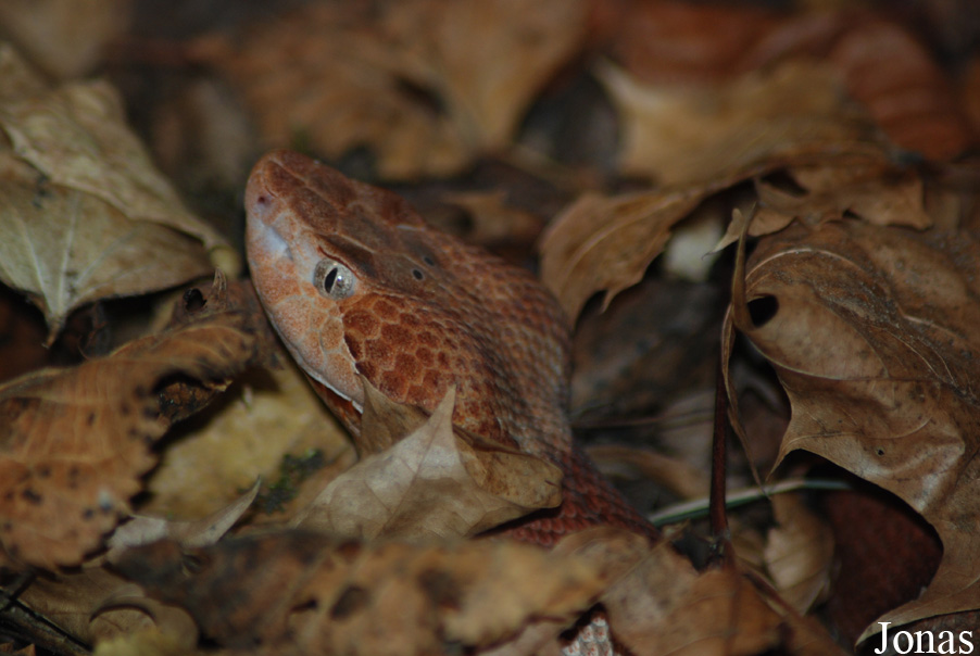 Agkistrodon contortrix phaeogaster