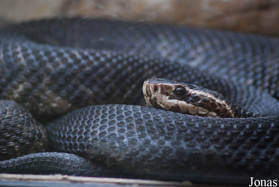 Agkistrodon piscivorus