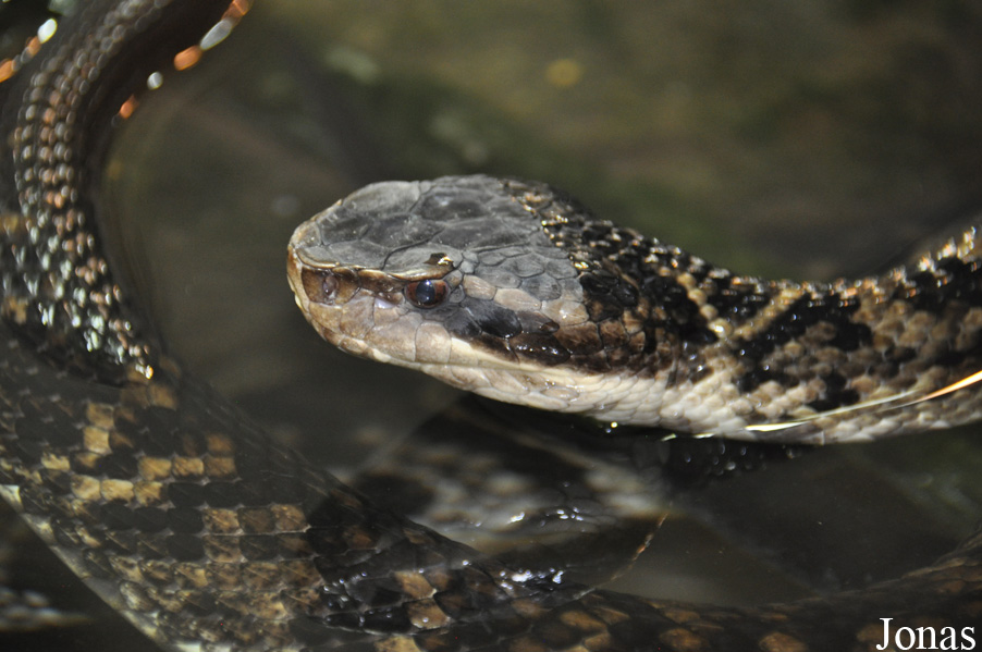 Agkistrodon piscivorus conanti