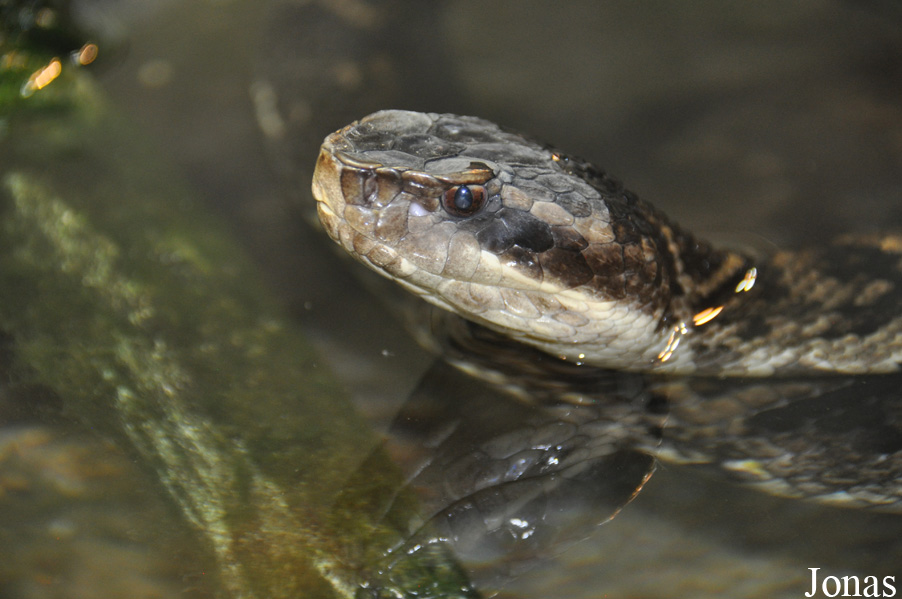 Agkistrodon piscivorus conanti
