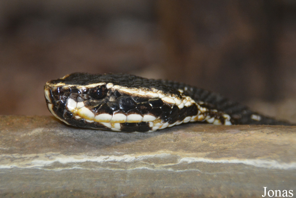Agkistrodon taylori