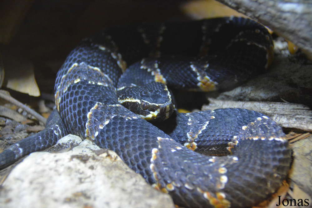 Agkistrodon taylori