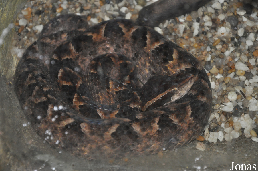 Calloselasma rhodostoma