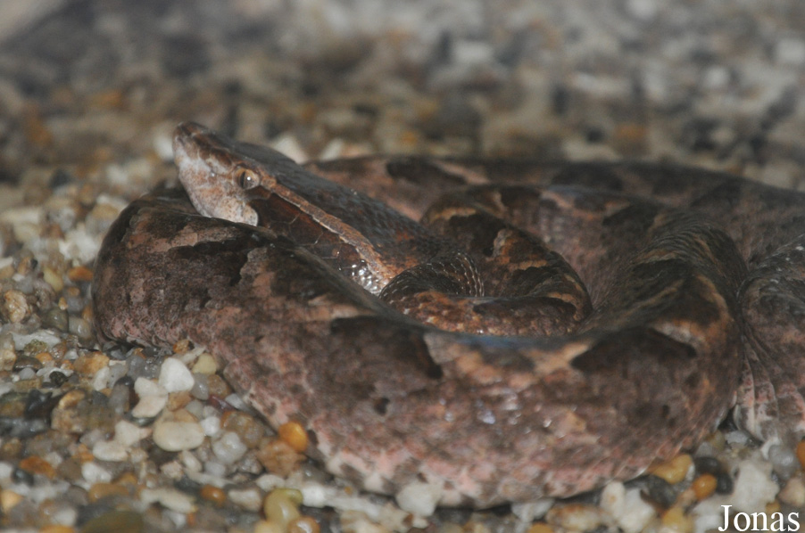 Calloselasma rhodostoma