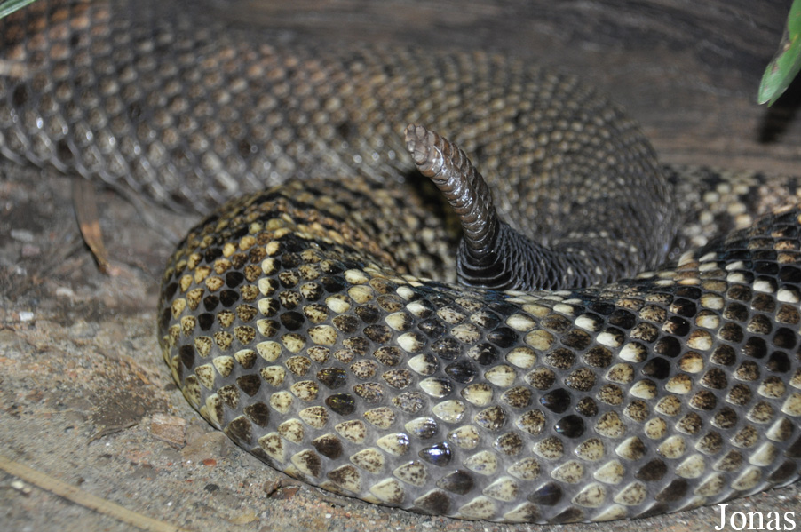 Crotalus adamanteus