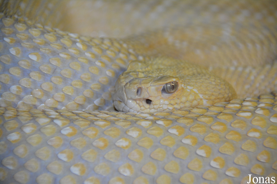 Crotalus atrox