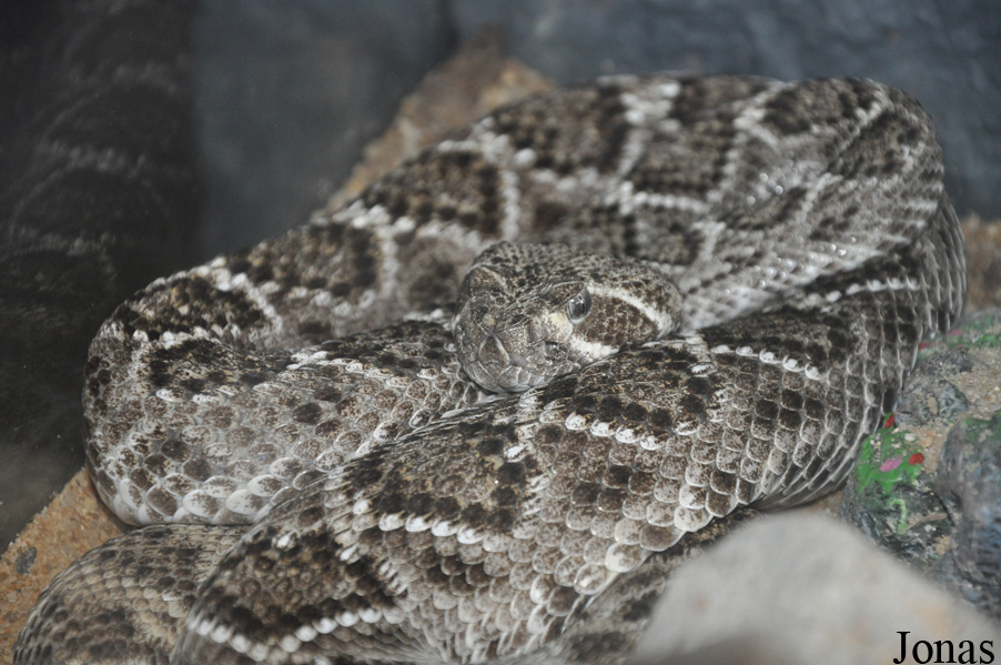 Crotalus atrox