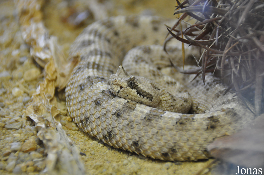 Crotalus cerastes cerastes