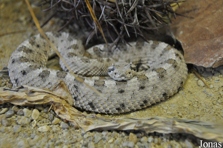 Crotalus cerastes cerastes
