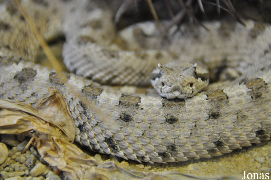 Crotalus cerastes cerastes