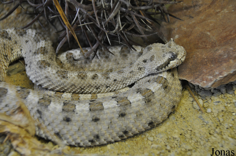 Crotalus cerastes cerastes
