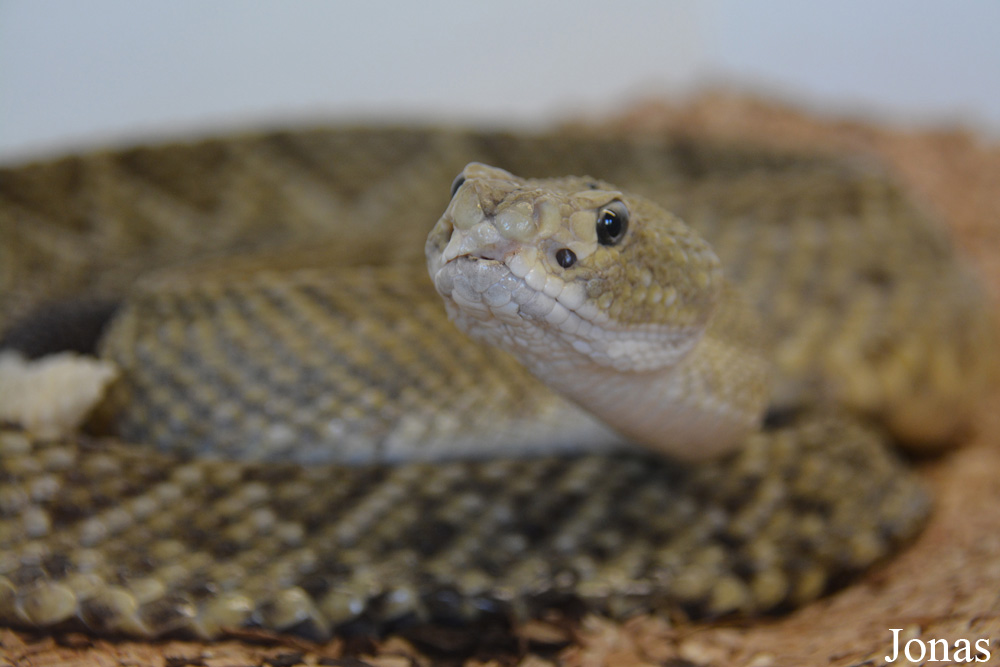 Crotalus durissus