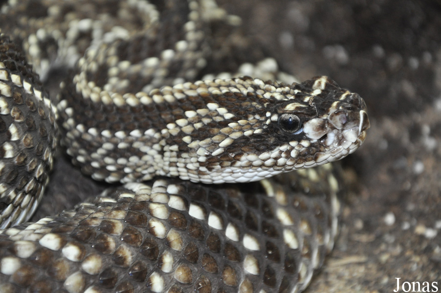 Crotalus durissus