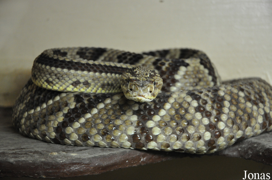 Crotalus durissus
