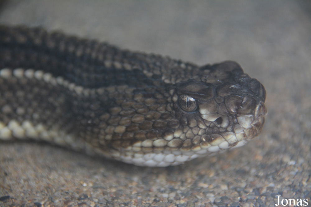 Crotalus durissus