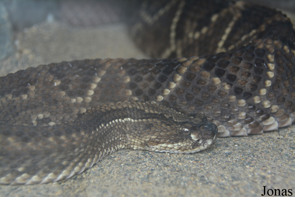 Crotalus durissus