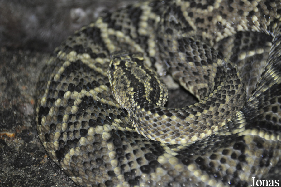Crotalus durissus terrificus
