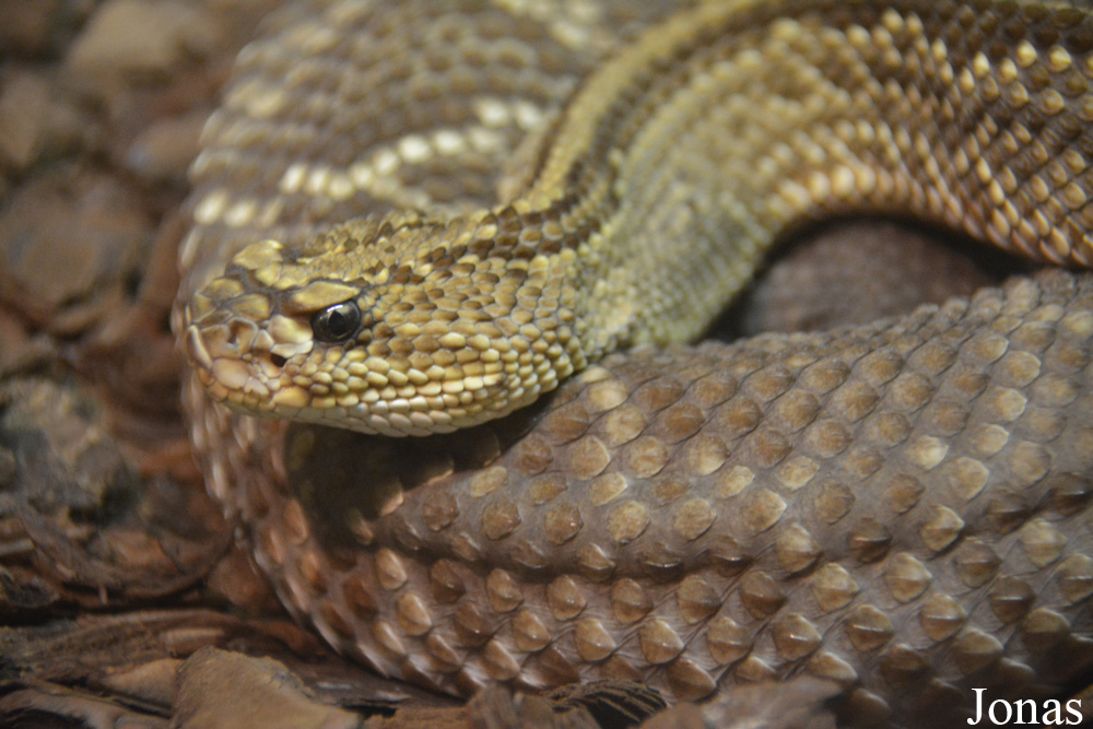 Crotalus durissus terrificus