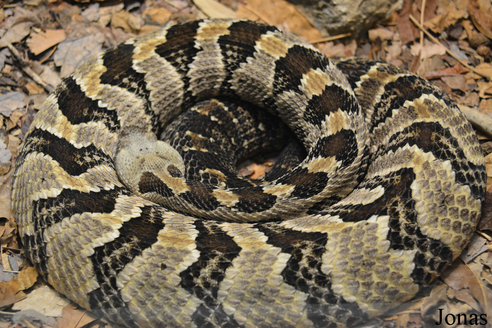 Crotalus horridus