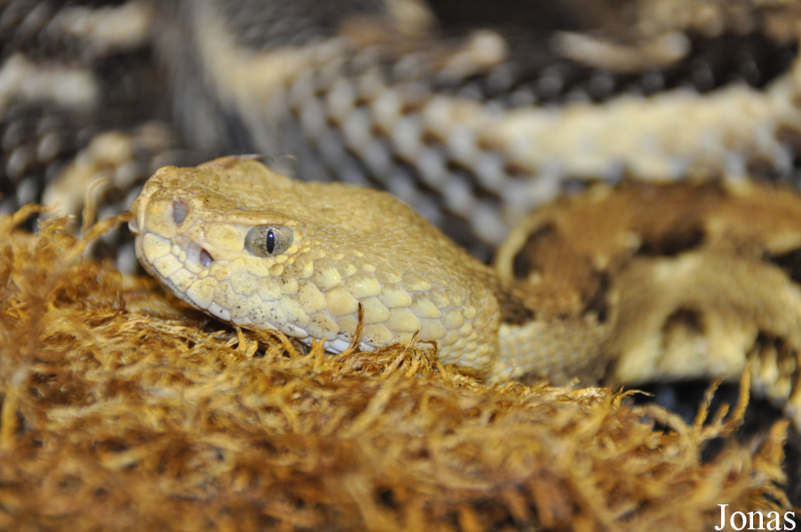 Crotalus horridus