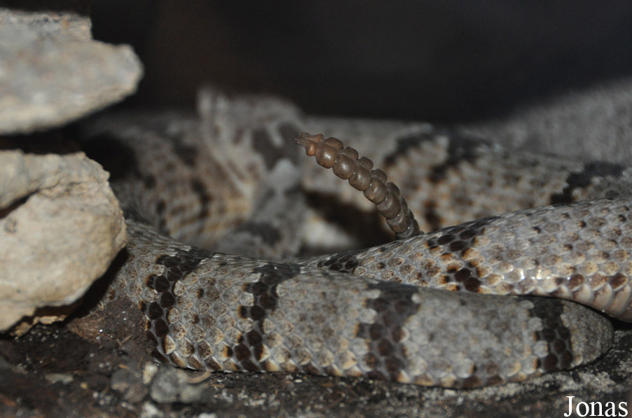 Crotalus lepidus klauberi