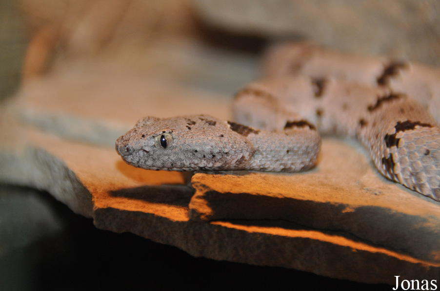 Crotalus lepidus klauberi