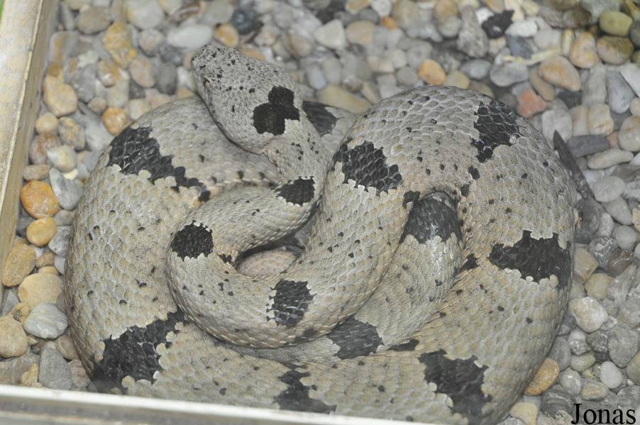 Crotalus lepidus klauberi