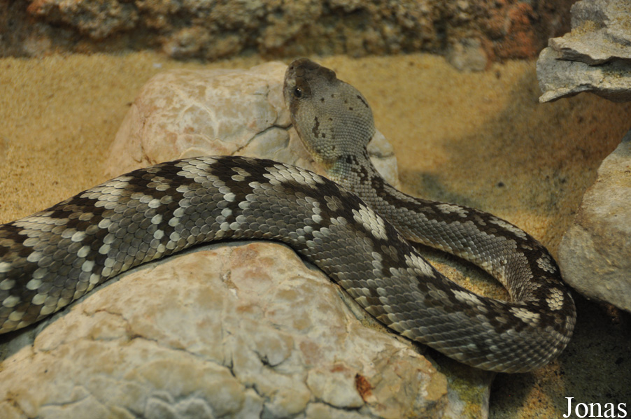 Crotalus molossus molossus