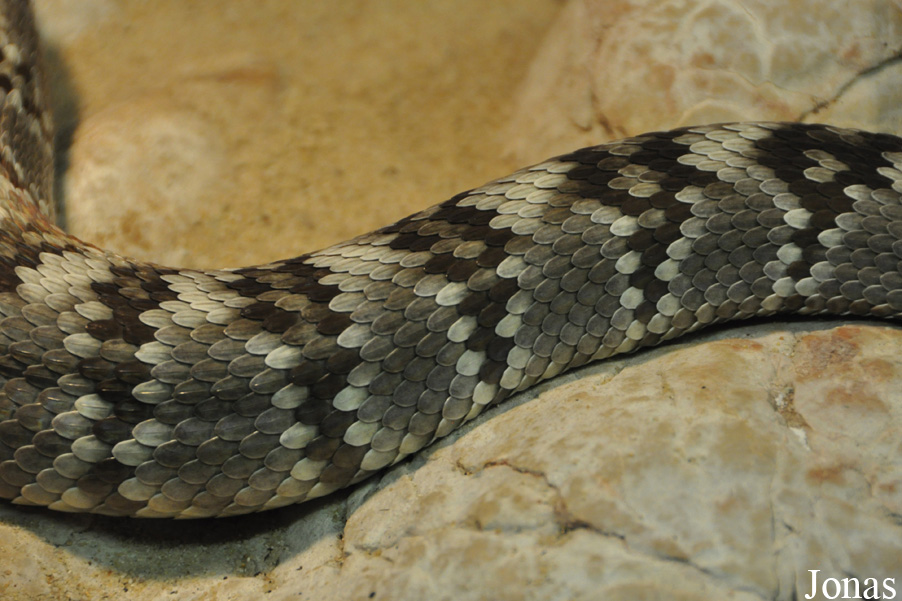 Crotalus molossus molossus