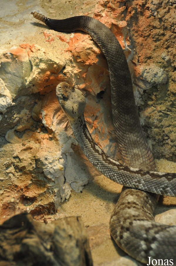 Crotalus molossus molossus