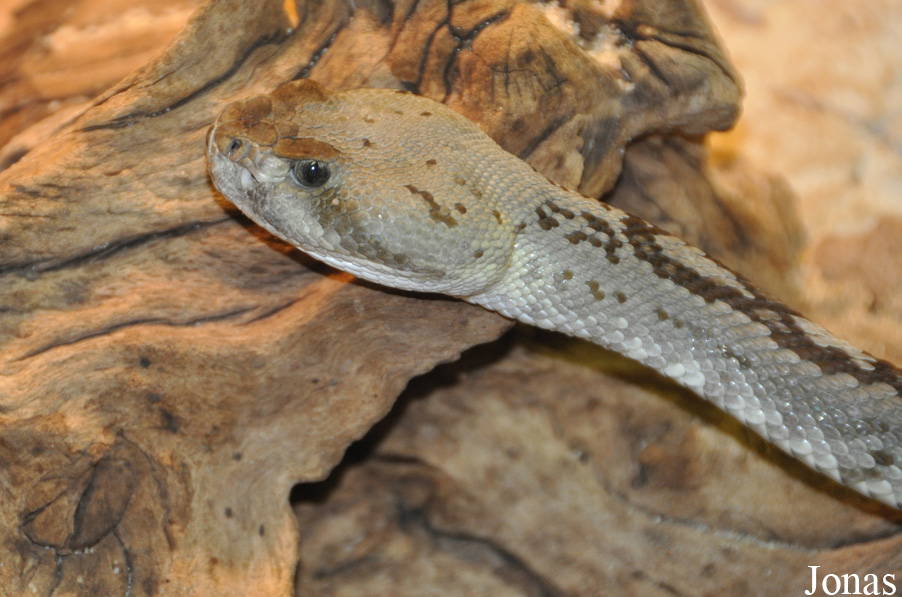 Crotalus molossus molossus