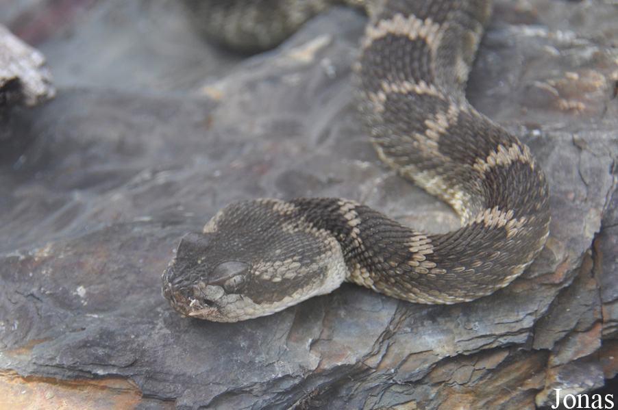 Crotalus oreganus oreganus